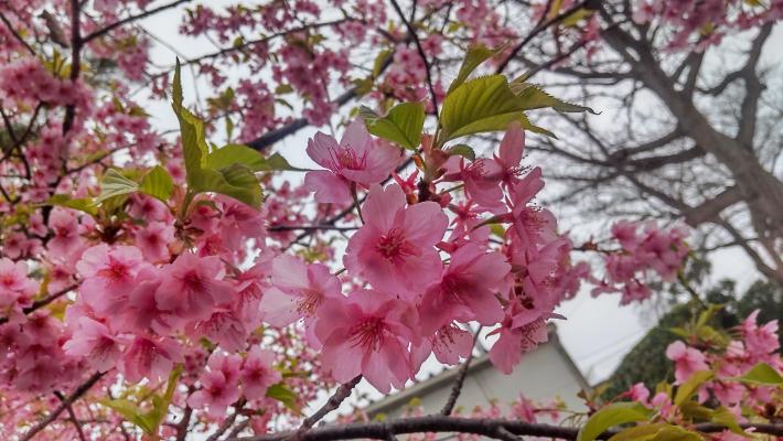 まとまって咲いている河津桜と伸びた葉っぱが写っている。