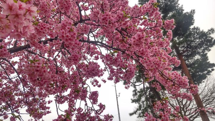 桜がたくさん咲いている画像。枝いっぱいに花がついている。