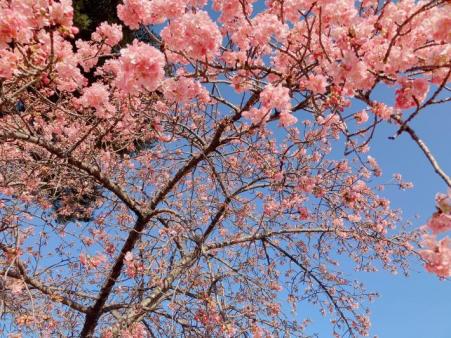 同じ木の下のほうはつぼみが多く、上のほうの枝は花が満開に開いている