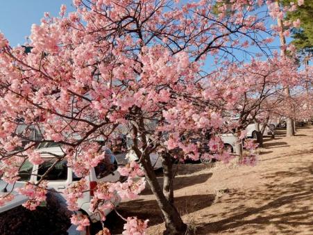 河津桜が一列に植えられており7分咲き程度の花をつけている様子