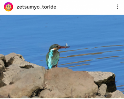 市長賞の写真。カワセミが魚をくわえた瞬間を撮影したもの。