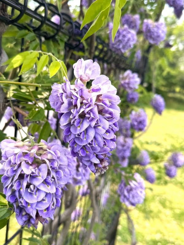 開花している紫色のフジの花を近くで撮影した写真