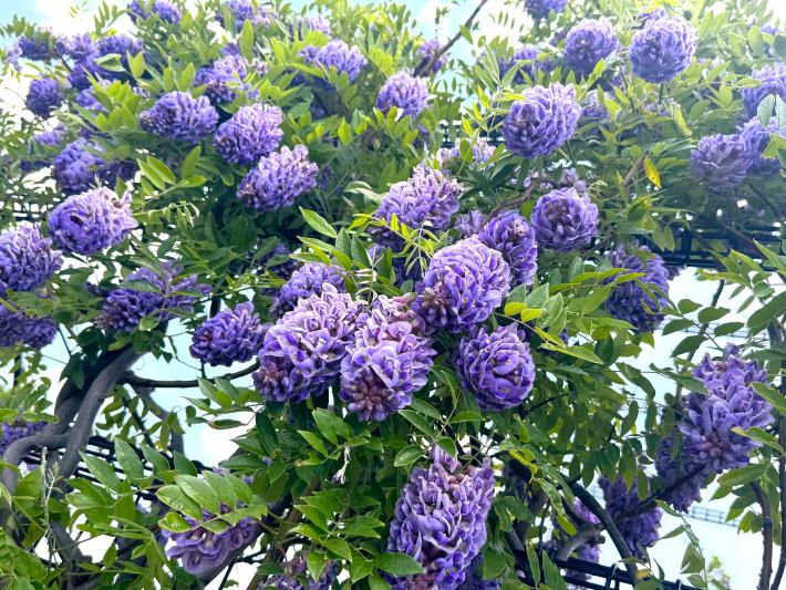 緑色のつるがのび柵にからまり紫色のたくさんのフジの花が開花している