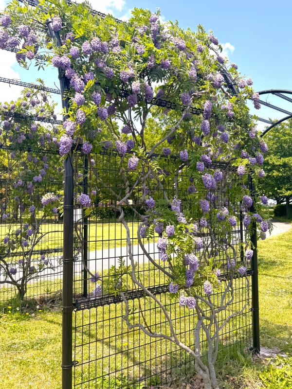 つるが柵の上まで伸び、たくさんの葉と花が生えている