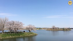 岡堰の桜（背景画像サムネイル）