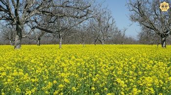 桃園の様子。桃の木に葉や花は無いが地面一面の黄色い菜の花が美しい