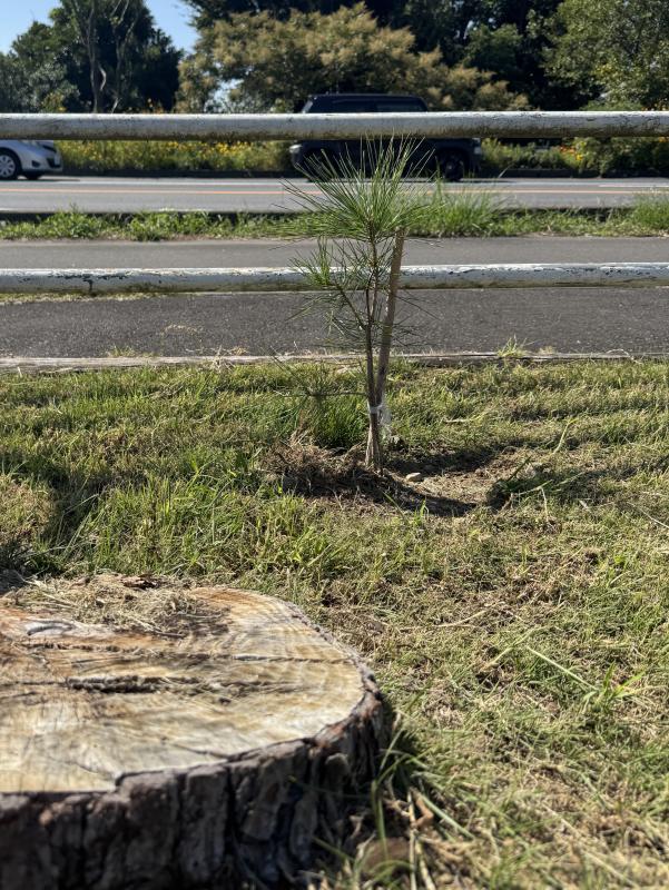 今の一本松の写真