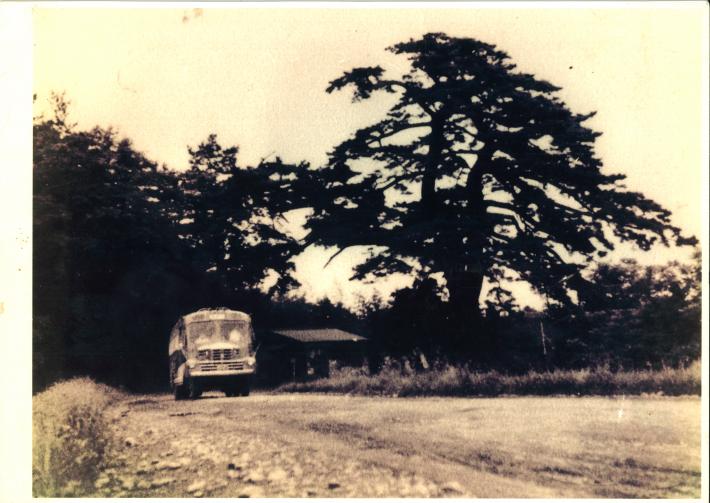 70年前の一本松の写真