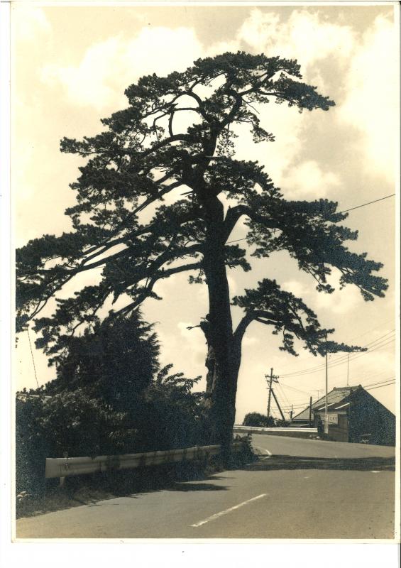 60年前の一本松の写真