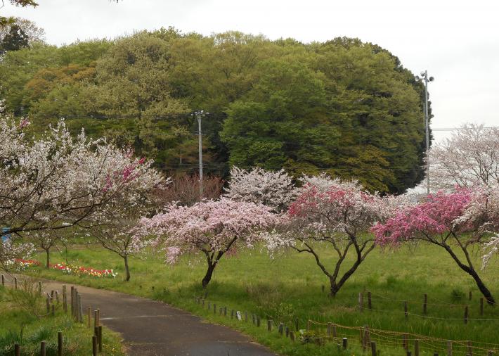 高井城址公園のサクラ。桜の木が5本ほど立っている