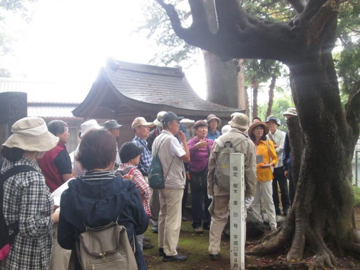 巨木名木ツアーの講師が説明中の様子。画像の右に木がたっており、左に人が大勢いる