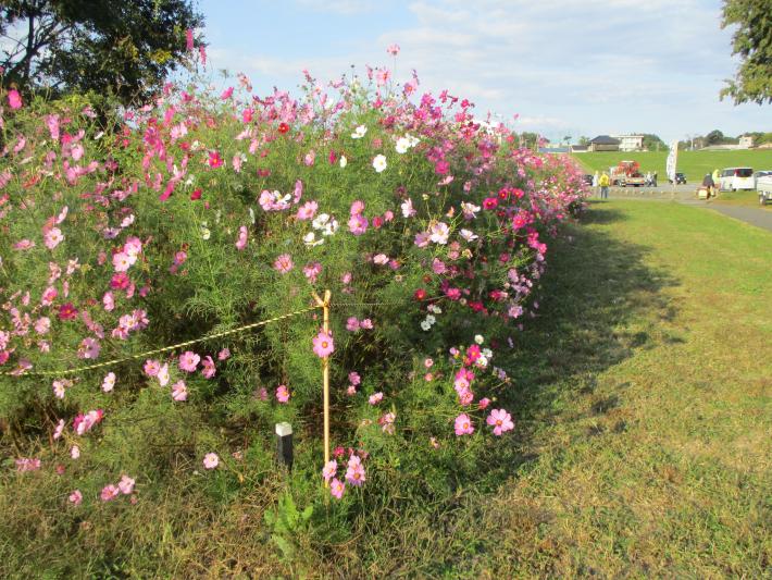 緑地運動公園でピンクや白などのコスモスが満開です