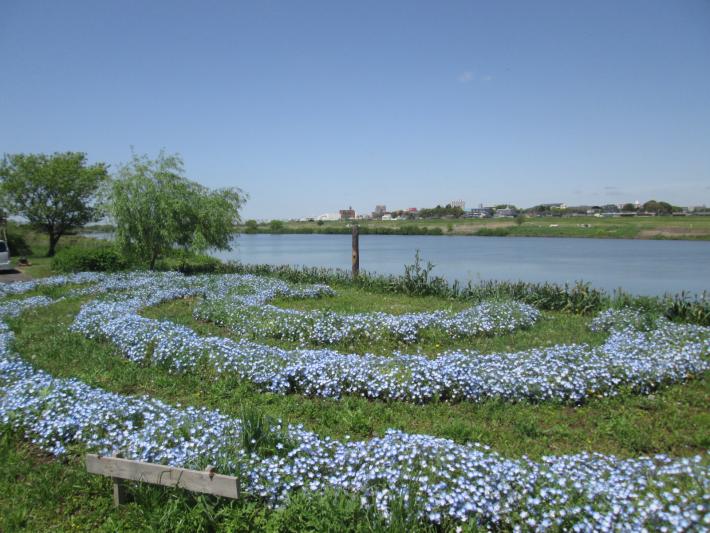 小堀の船着場にネモフィラが咲いています。青いネモフィラが円を描くように咲いています