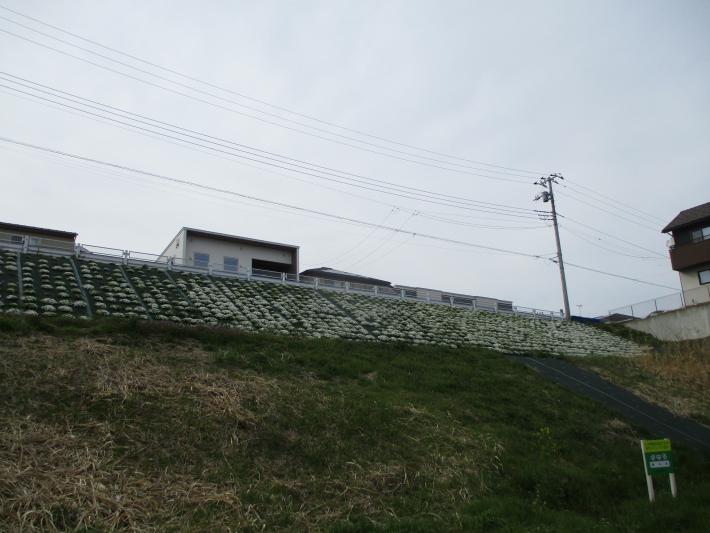 新取手3丁目緑地のシバザクラです