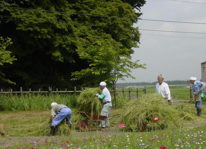 高井城址公園で草刈りのボランティアをしていただいています。画像には4人が草を抱えている