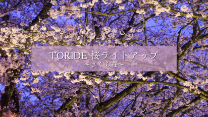 桜ライトアップ動画サムネイル画像