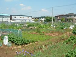 ふれあい農園の風景の画像。葉物野菜などが植えられている区画が手前に広がり奥には大きめの建物と住宅地が見えている。