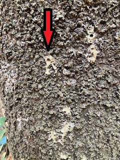 木の幹の写真。小さな穴が空いており、穴を赤い矢印が示している。