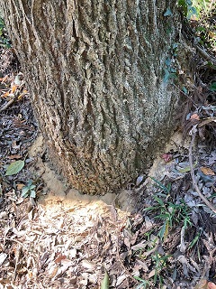 木の幹の表面に木くずがついている。さらに、根本にも細かい木くずがたくさん落ちている。