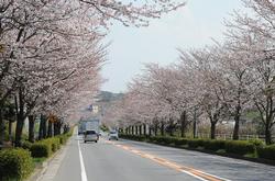 ふれあい道路沿いの桜並木の写真。道路の両脇にたくさんの桜の花が咲いています。