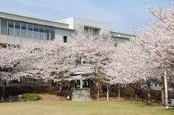 取手グリーンスポーツセンター前庭の桜の写真。たくさんの桜の花が咲いています。