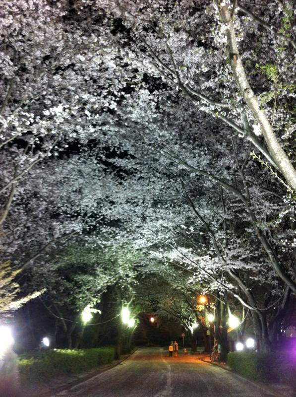 道の両脇にライトアップされた桜が並び、中央の道路の先に人が2人立って桜を見上げている。