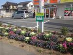 スーパー前の駐車場の前にある花壇に紫や白の花が植えてある。花壇には緑の看板が立っている
