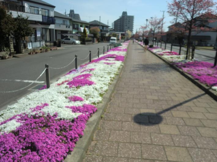 歩道の両脇に、ピンクと白の桜がきれいに咲いています