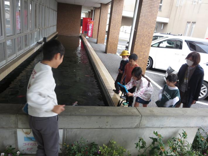鯉に餌をあげている